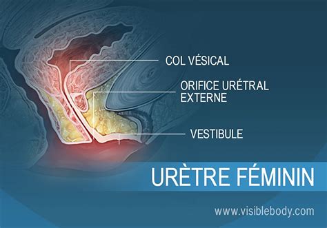 méat urinaire|Où se trouve le méat urinaire féminin